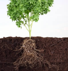 Sosten y movimiento de las plantas new arrivals